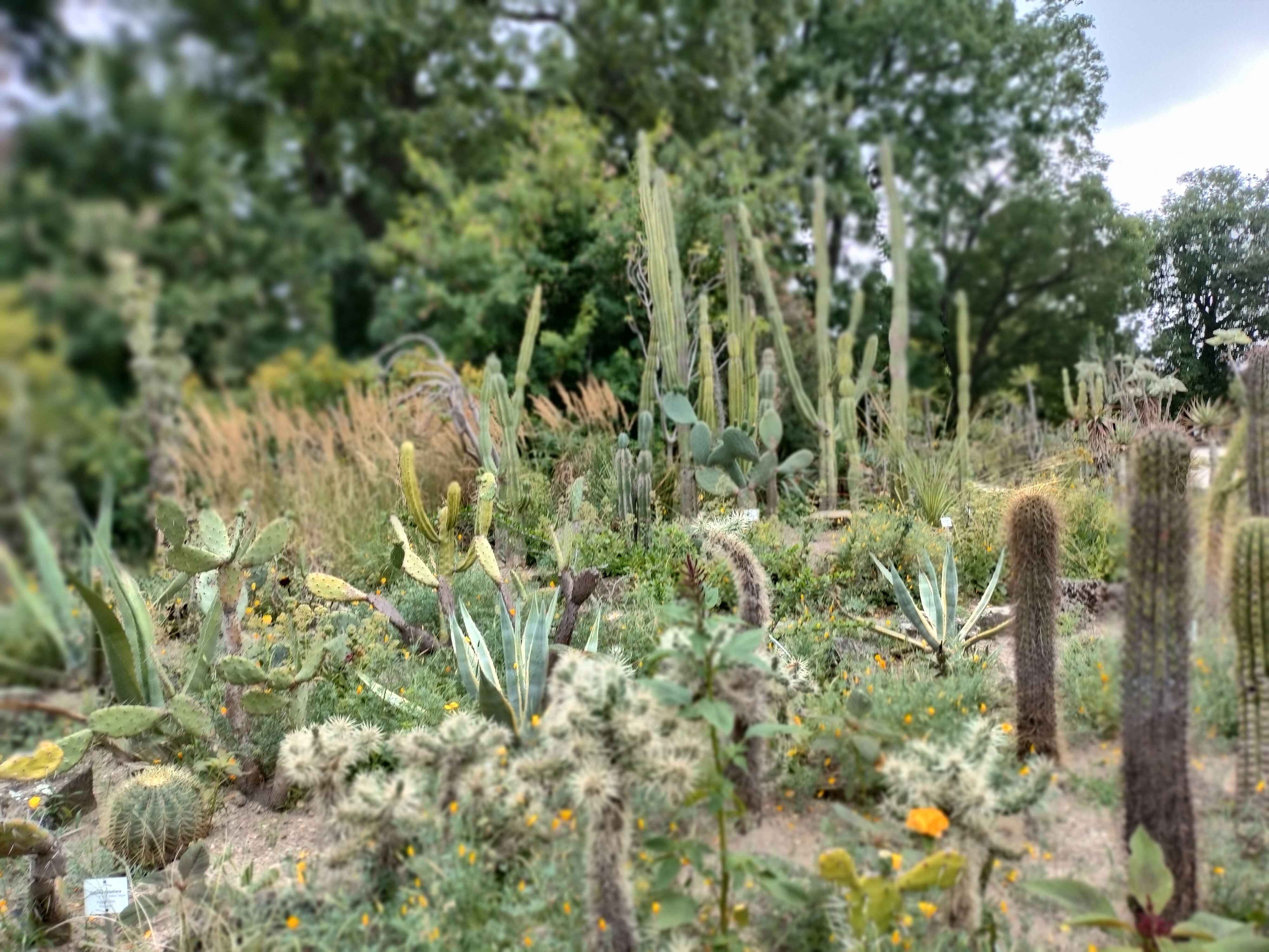 Cactus Forest